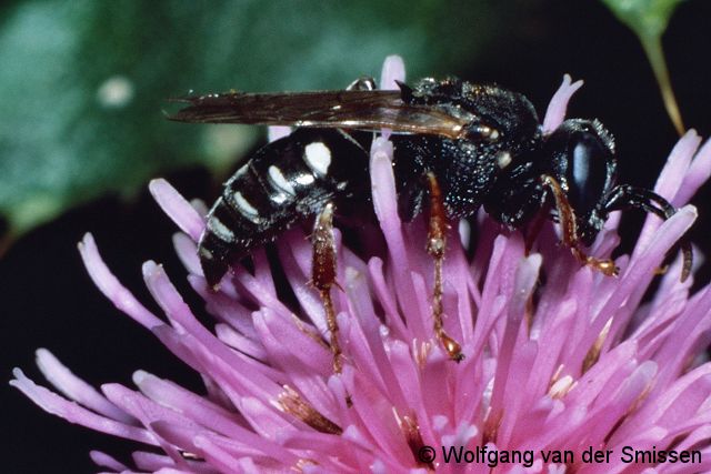 Grabwespe Oxybelus uniglumis Weibchen