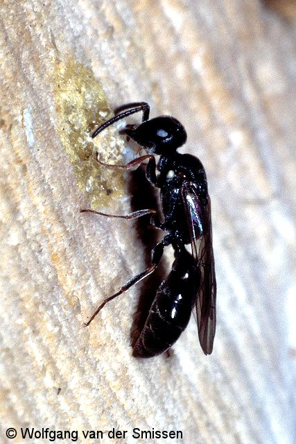 Grabwespe Passaloecus corniger Weibchen