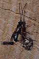 Schlupfwespe Isadelphus gallicola Parasit bei Passaloecus corniger