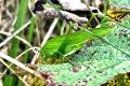 Sichelschrecke Phaneoptera falcata (Gemeine Sichelschrecke) Weibchen