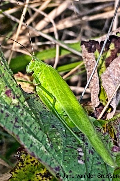 Sichelschrecke Phaneroptera falcata Weibchen