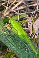 Sichelschrecke Phaneoptera falcata (Gemeine Sichelschrecke) Weibchen