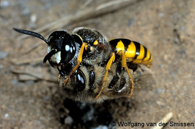 Grabwespe Philanthus triangulum Weibchen mit Beute