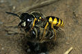 Philanthus triangulum Weibchen mit Honigbiene