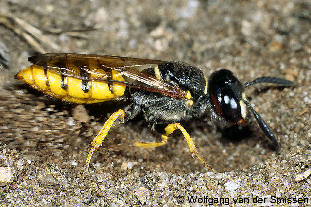 Grabwespe Philanthus triangulum Weibchen