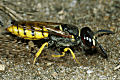 Philanthus triangulum Weibchen