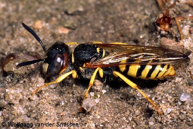 Grabwespe Philanthus triangulum Männchen