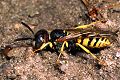 Philanthus triangulum Männchen 2 Fotos