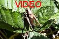 VIDEO Gesang Laubheuschrecke Pholidoptera griseoaptera Männchen