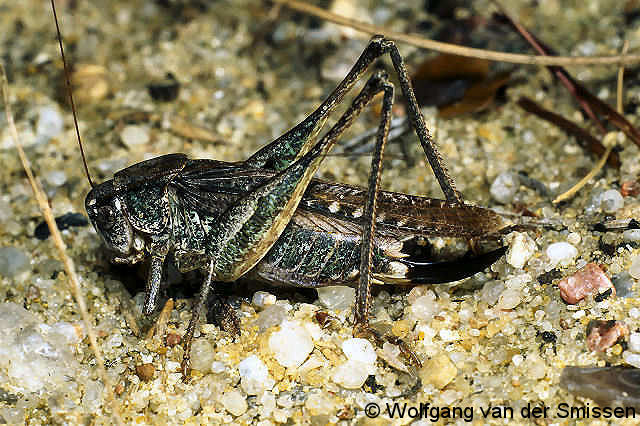 Laubheuschrecke Platycleis albopunctata (Westliche Beißschrecke) Weibchen