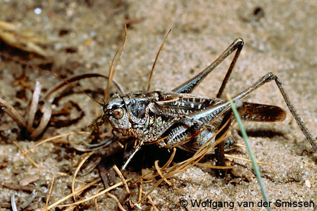 Laubheuschrecke Platycleis albopunctata Männchen