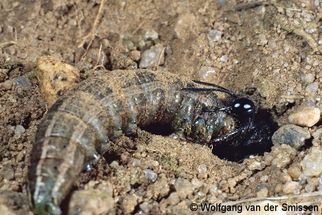 Grabwespe Podalonia affinis Weibchen