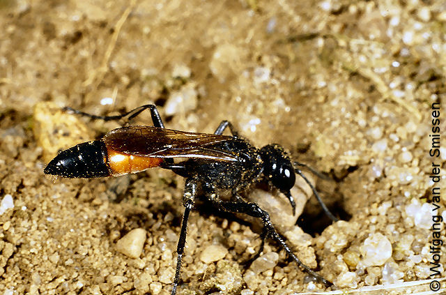 Grabwespe Podalonia affinis Weibchen