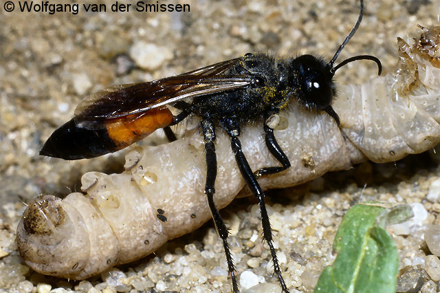 Grabwespe Podalonia hirsuta Weibchen mit Beute