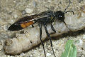 Podalonia hirsuta Weibchen mit Raupe