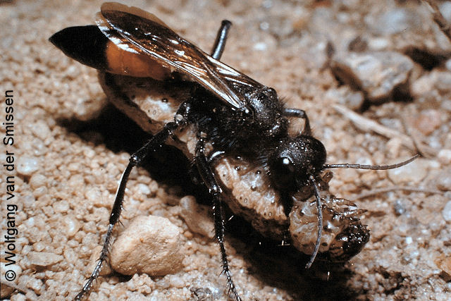 Grabwespe Podalonia hirsuta Weibchen mit Beute