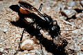 Podalonia hirsuta Weibchen mit Raupe