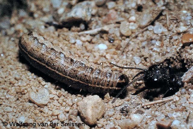 Grabwespe Podalonia hirsuta Weibchen mit Beute