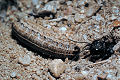 Podalonia hirsuta Weibchen mit Raupe