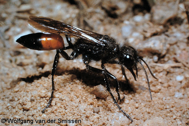 Grabwespe Podalonia hirsuta Weibchen