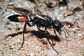 Podalonia hirsuta Weibchen