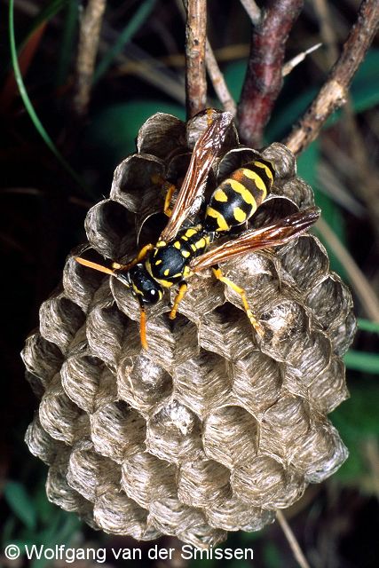 Soziale Faltenwespe Polistes dominulus auf Nestanlage