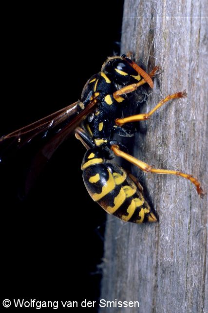 Soziale Faltenwespe Polistes dominulus