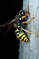 Soziale Faltenwespe Polistes dominulus (Feldwespe)