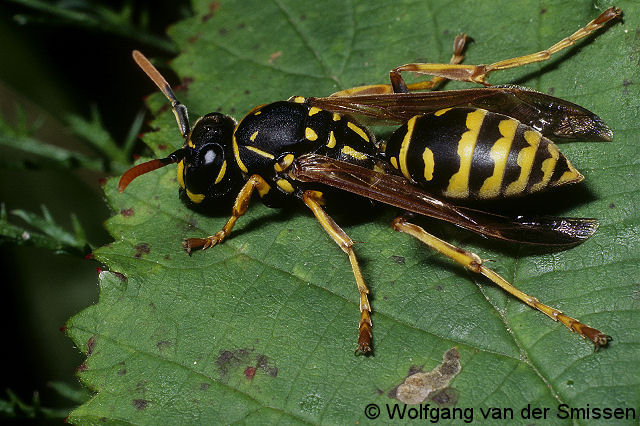 Soziale Faltenwespe Polistes dominulus