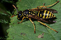 Soziale Faltenwespe Polistes dominulus (Feldwespe)