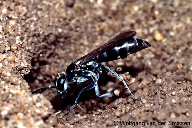 Wegwespe Pompilus cinereus Weibchen