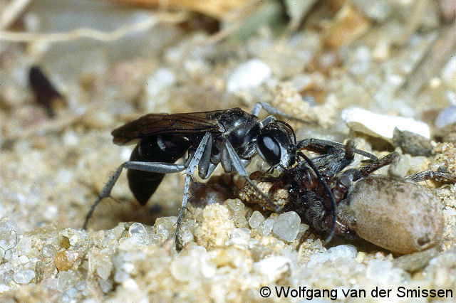 Wegwespe Pompilus cinereus Weibchen mit Beute