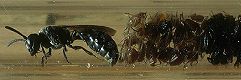 Psenulus fuscipennis Weibchen in Acrylglasröhre mit Läusen