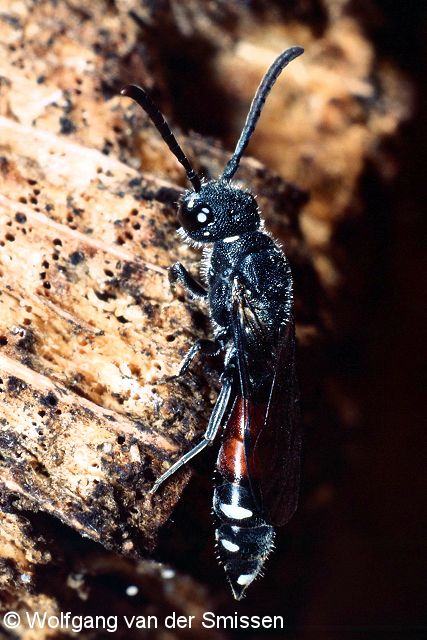 Keulenwespe Sapyga quinquepunctata Weibchen