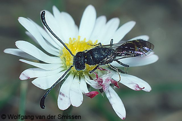 Keulenwespe Sapyga clavicornis Männchen