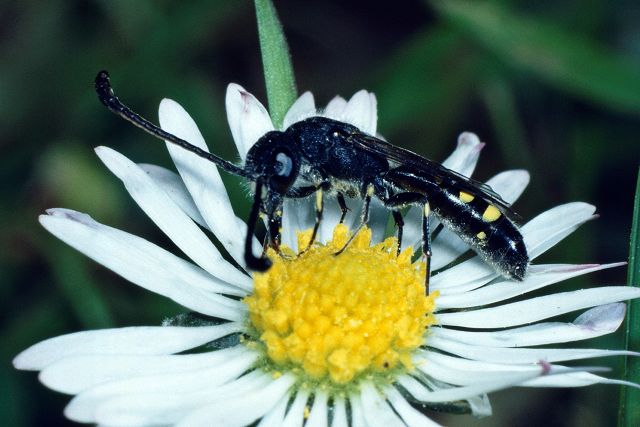 Keulenwespe Sapyga clavicornis Männchen