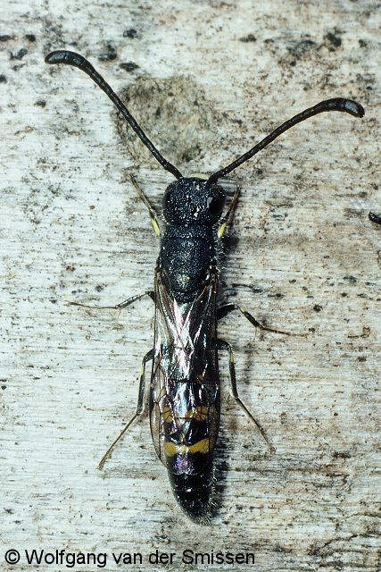 Keulenwespe Sapyga clavicornis Männchen