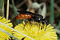 Sphecodes albilabris