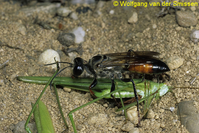 Grabwespe Sphex funerarius Weibchen mit Beute