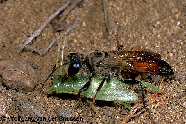 Grabwespe Sphex funerarius Weibchen mit Beute