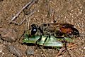 Sphex funerarius Weibchen mit Heuschrecke