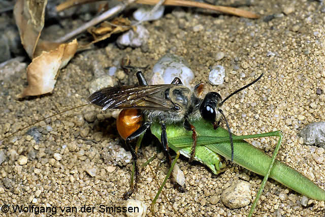 Grabwespe Sphex funerarius Weibchen mit Beute