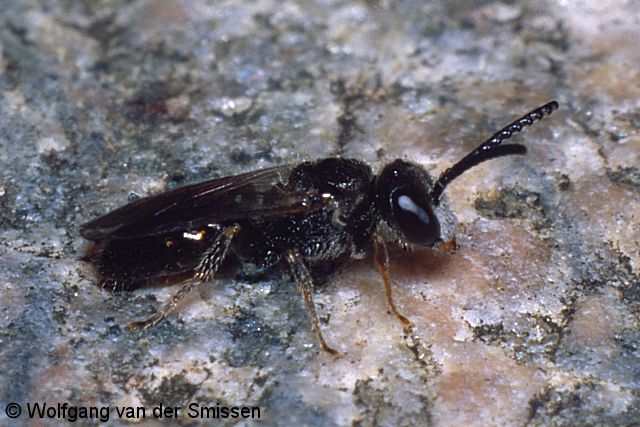 Blutbiene Sphecodes longulus Männchen