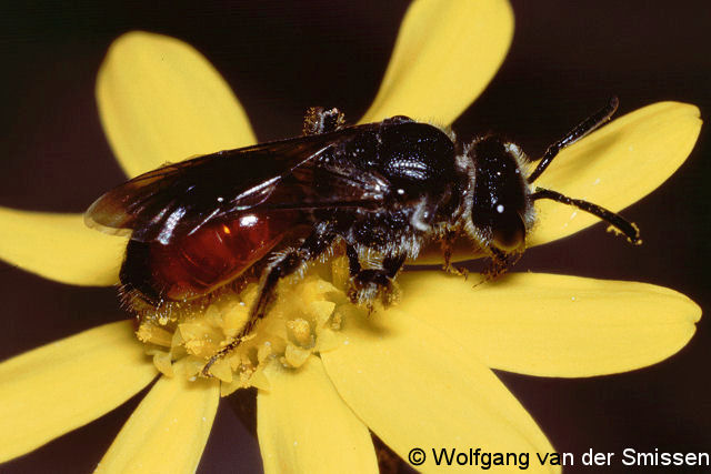 Blutbiene Sphecodes pellucidus