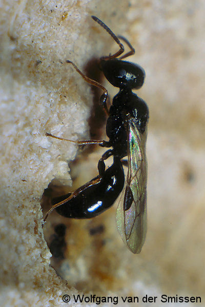 Grabwespe Spilomena troglodytes Weibchen