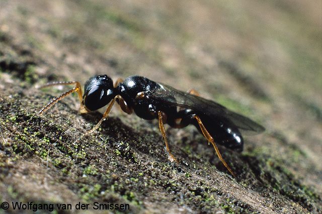 Grabwespe Spilomena troglodytes Männchen