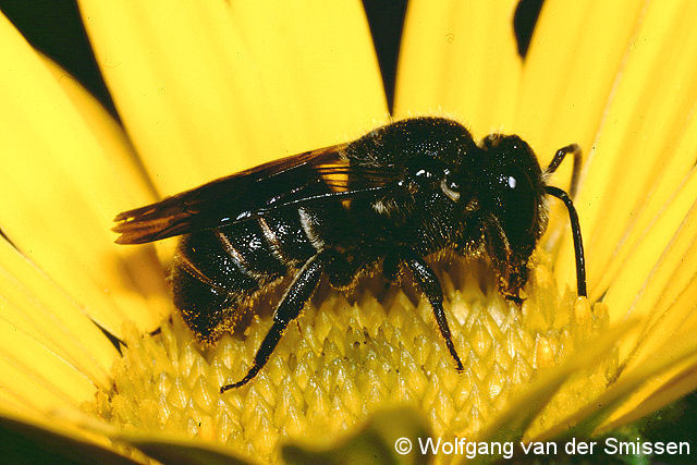 Düsterbiene Stelis punctulatissima Weibchen