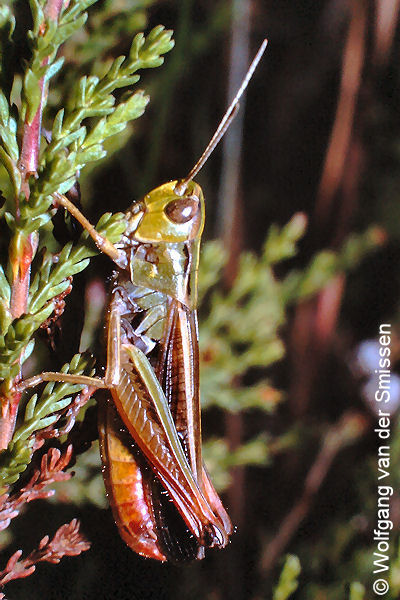 Feldheuschrecke Stenobothrus lineatus (Heidegrashüpfer) Männchen