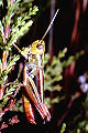 Feldheuschrecke Stenobothrus lineatus (Heidegrashüpfer) Männchen