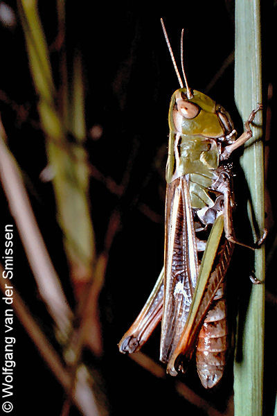 Feldheuschrecke Stenobothrus lineatus (Heidegrashüpfer) Weibchen